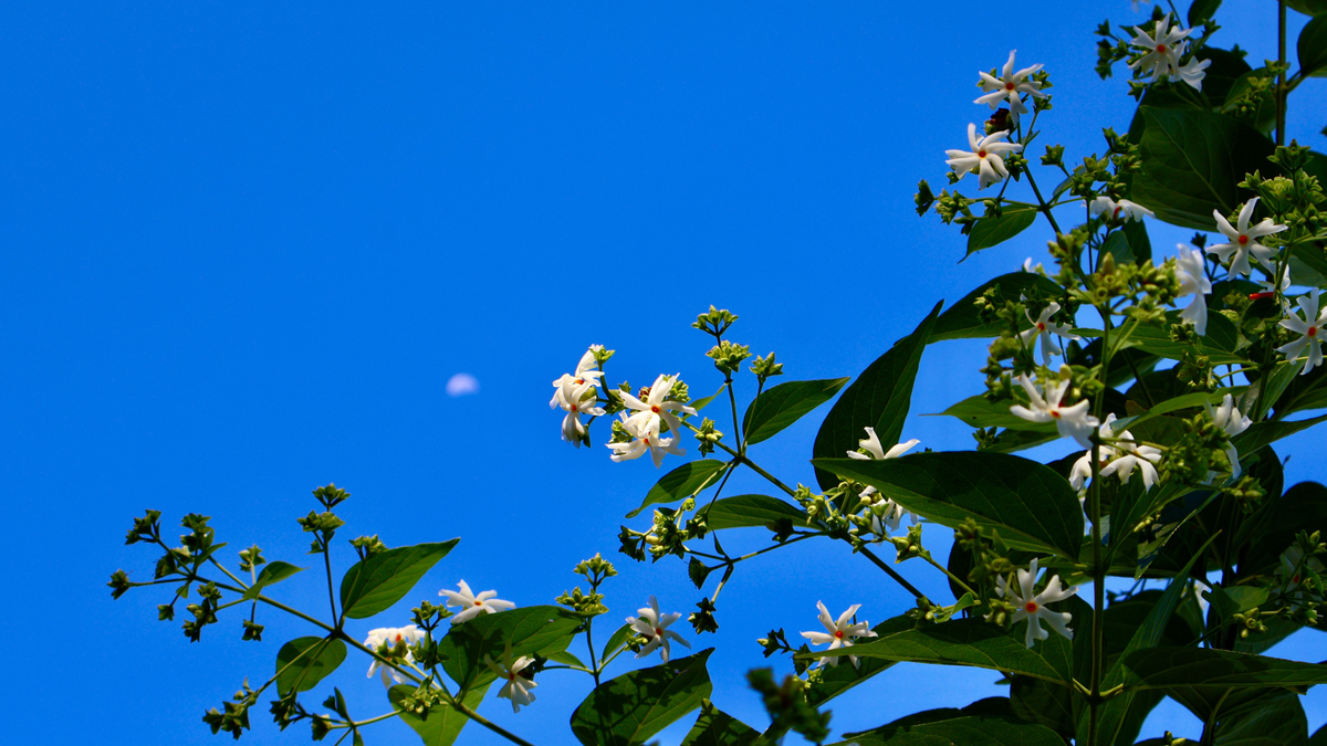 Are You an Early Bird or a Night Owl? The Best Plants to Suit Your Biological Clock