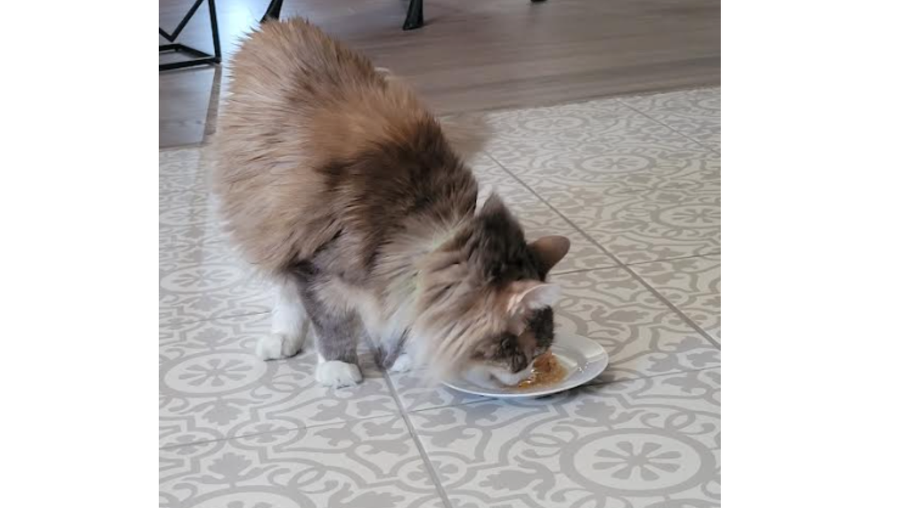 Rashmi's cat Max eating Tiny Tiger Lickables Stew Chicken &amp; Veggies Recipe Cat Treat &amp; Topper, one of the best cat treats