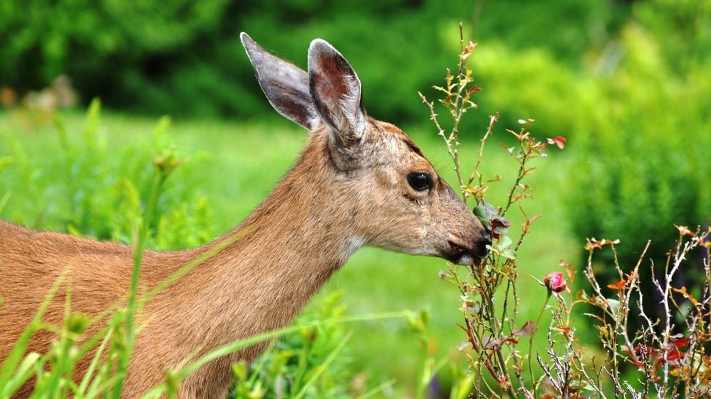 7 deer-resistant plants to keep them away | Tom's Guide