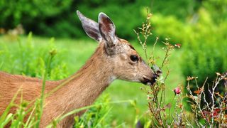 Deer chewing on plant