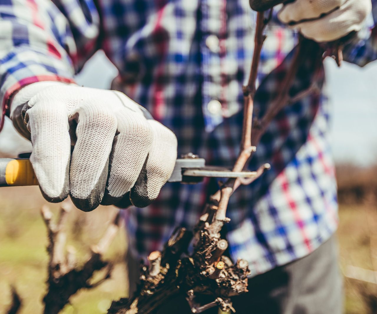 When to prune grape vines growing both indoors and outdoors Homes