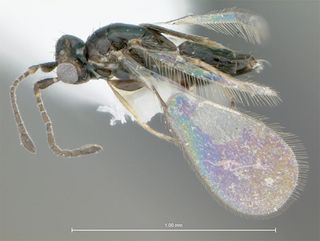 The fairyfly wasp, <em>Gonatocerus ater</em>