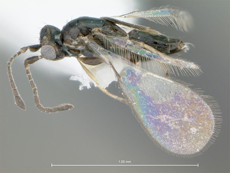 The fairyfly wasp, &lt;em&gt;Gonatocerus ater&lt;/em&gt;