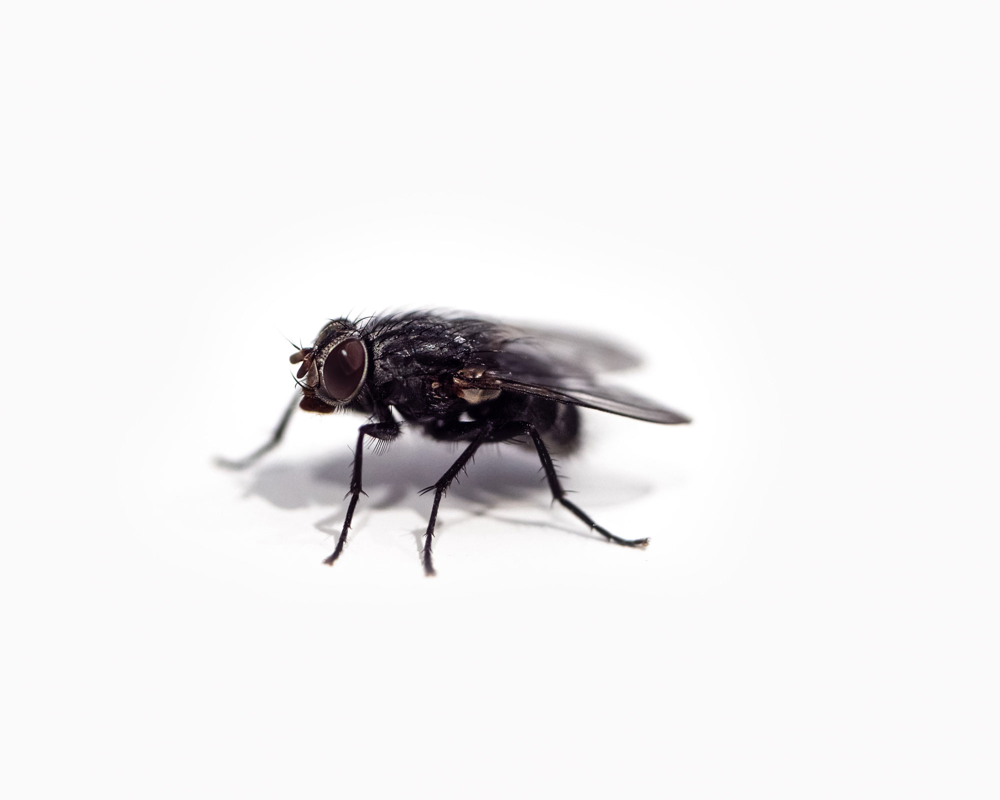 a fly sitting on a white background - how to get rid of spiders - unsplash