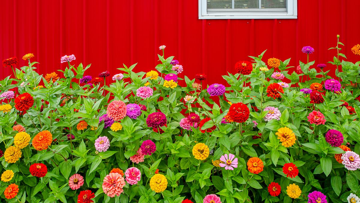 How to Grow Zinnias for Bright Blooms That Last All Summer Until the First Frost