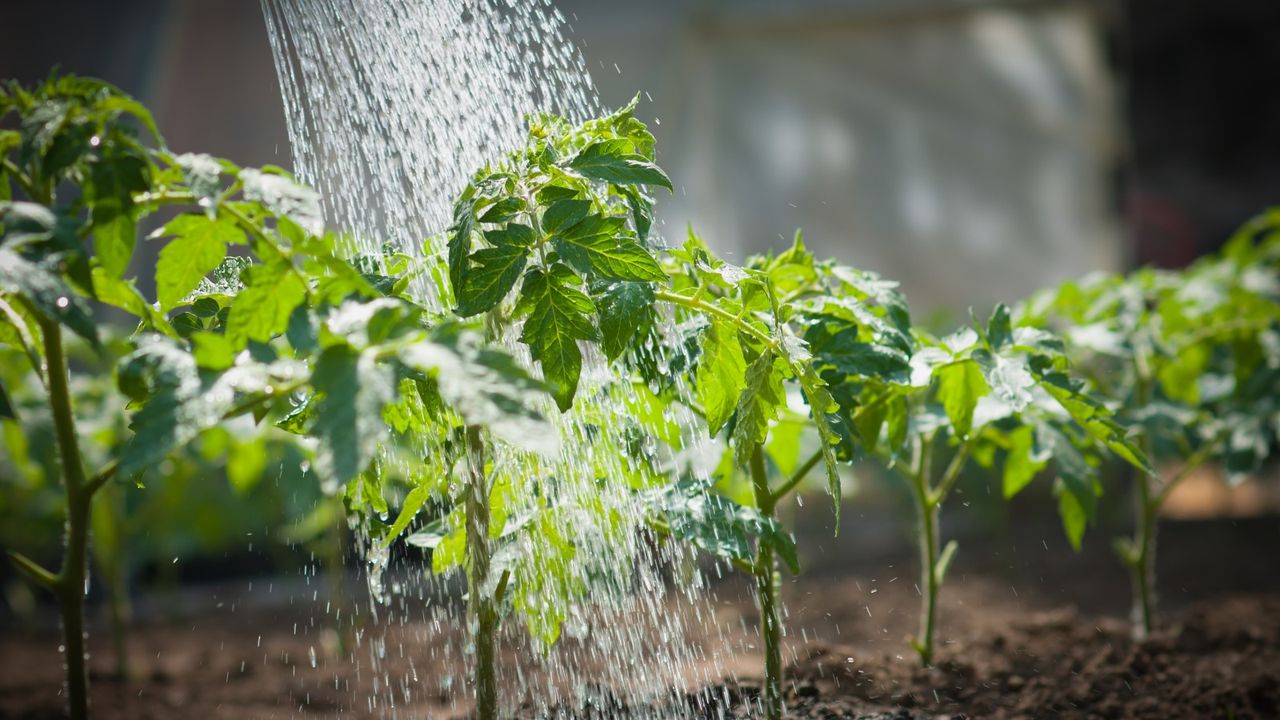 Watering tomato plants