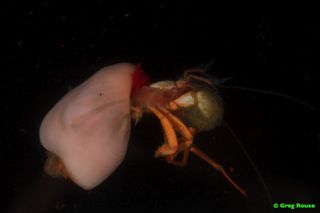A hermit crab uses an anemone as a shell.