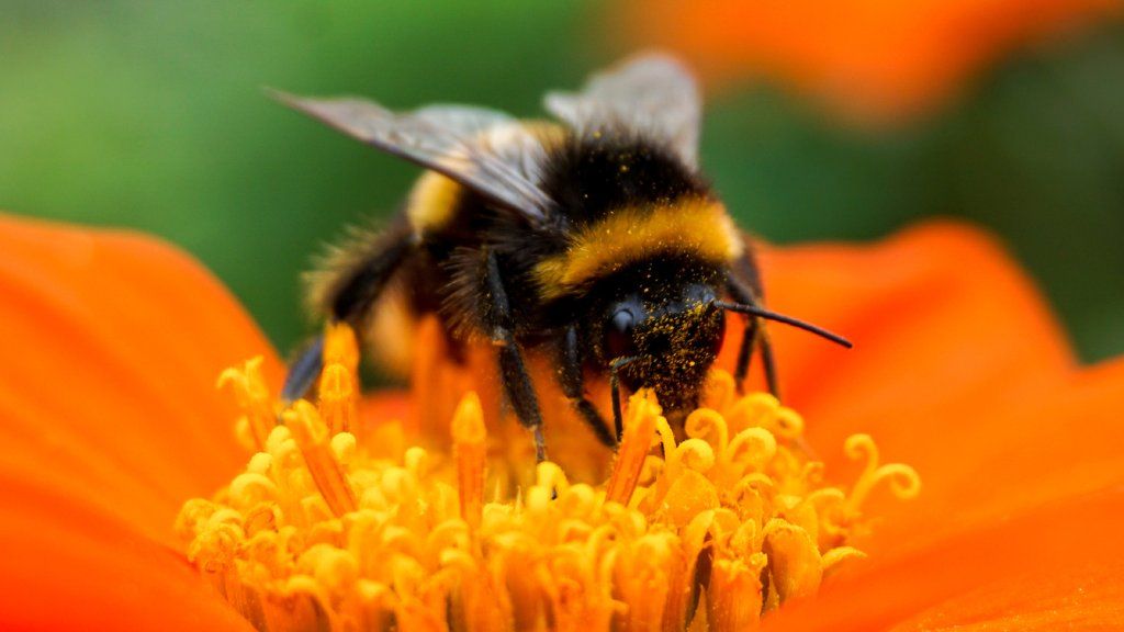 A bumble bee on an orange flower