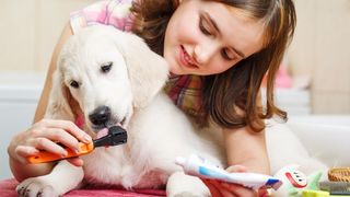 How to brush a dog's teeth