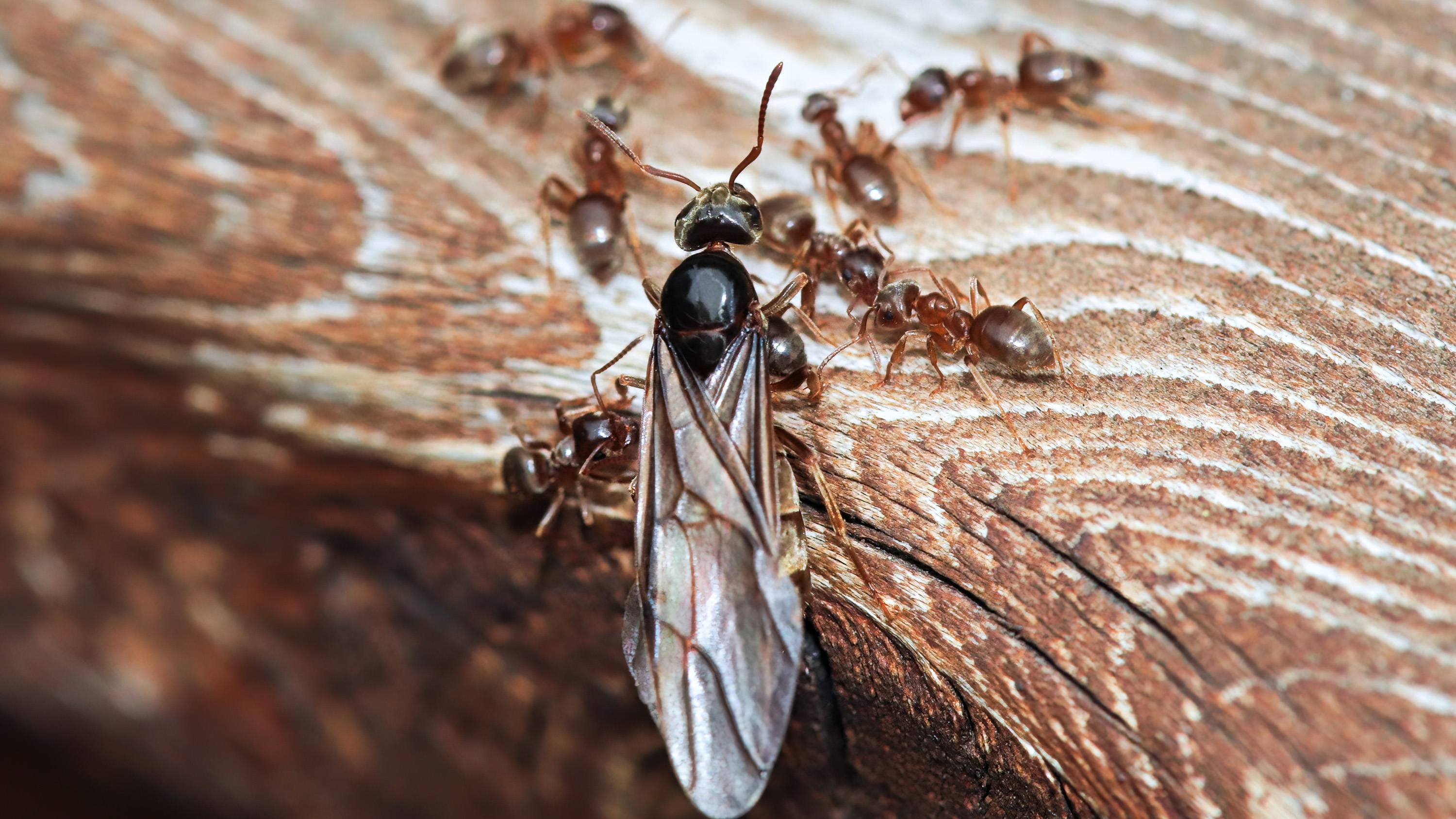 Queen ant with worker ants