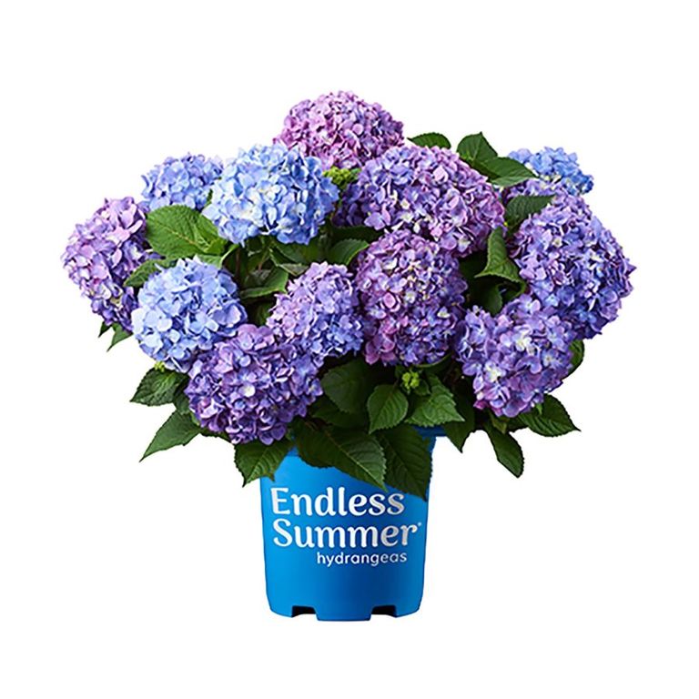 ‘The future of your blooms depends on it!’ 5 common hydrangea mistakes ...