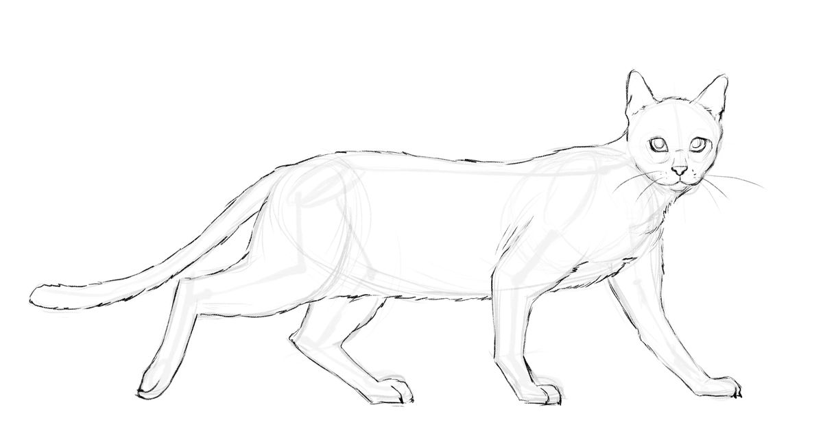 Featured image of post How To Draw A Cat Walking Towards You Drawing animals can be tricky but it s also rewarding once you get it right