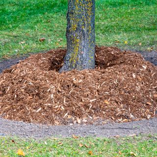 Tree with mulch covering base