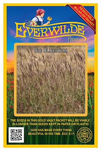 Everwilde Farms - 1000 Big Bluestem Native Grass Seeds - Gold Vault Jumbo Seed Packet