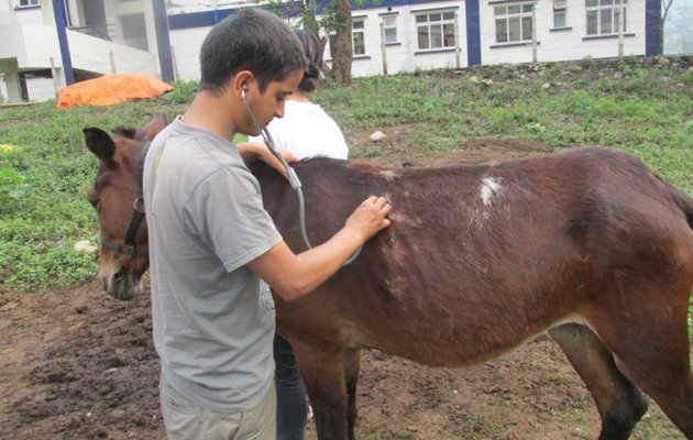 Examination-of-Animals-by-the-Brooke-in-Nepal.-Free-to-use.-Copyright-the-Brooke..jpg