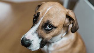 Sad dog showing whites of eyes