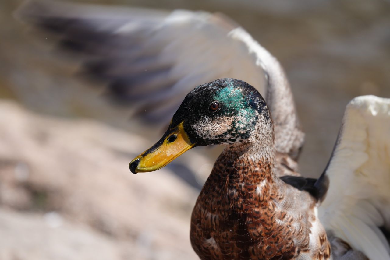 Sony FE 600mm f/6.3 GM OSS sample image