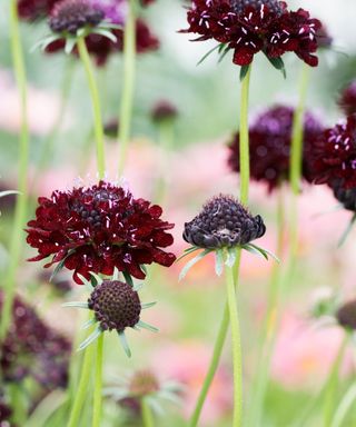 Scabiosa atropurpurea Black Knight flowers.