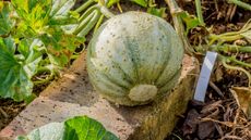 charentais melon growing in a vegetable garden