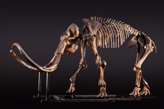 The skeleton of a mammoth on a dark background.