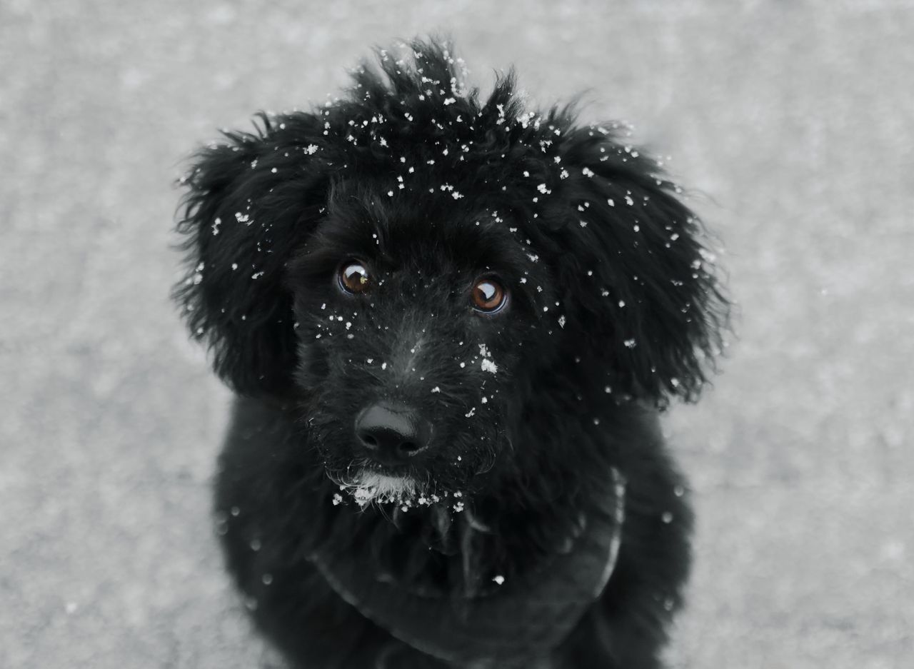 RSPCA Young Photographers Award