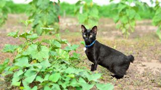 black cat in a field of crops wearing a blue collar - the cat has a tiny stump for a tail