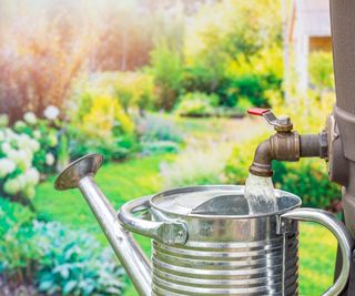 Filling watering can with water from a tap on the side of a rain barrel.