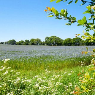 Meadow with purple flowers at Broadhembury Caravan Campsite