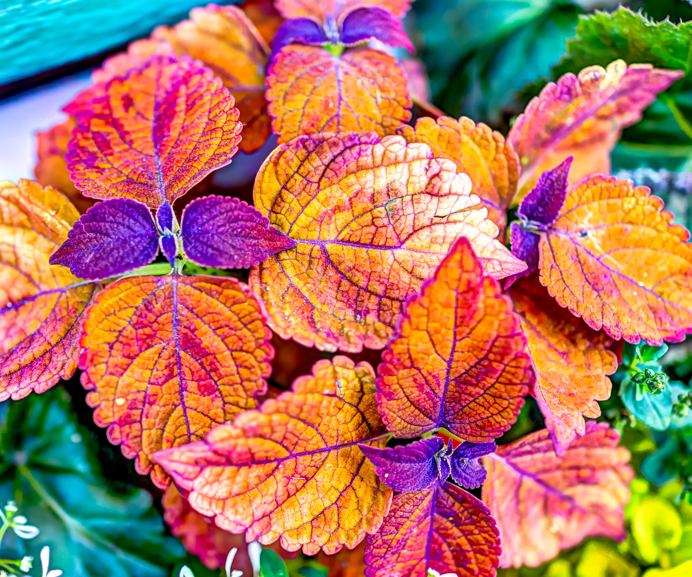 orange coleus plant showing pink and purple details on foliage