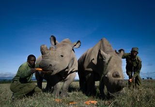 Najin and Fatu are two of the four remaining female northern white rhinoceroses left.