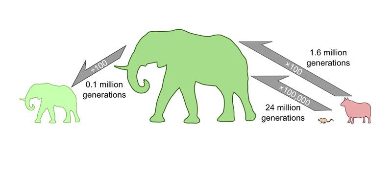 Evolution of body size in mammals. A mouse-to-elephant size change would take at least 24 million generations based on the maximum speed of evolution in the fossil record, according to the work of Alistair Evans and co-authors. Becoming smaller can happen