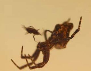 A tiny male orb-web spider (<i>Cytrophora citricola</i>), dwarfed by the female, attempts to insert his pedipalp into her genital opening.