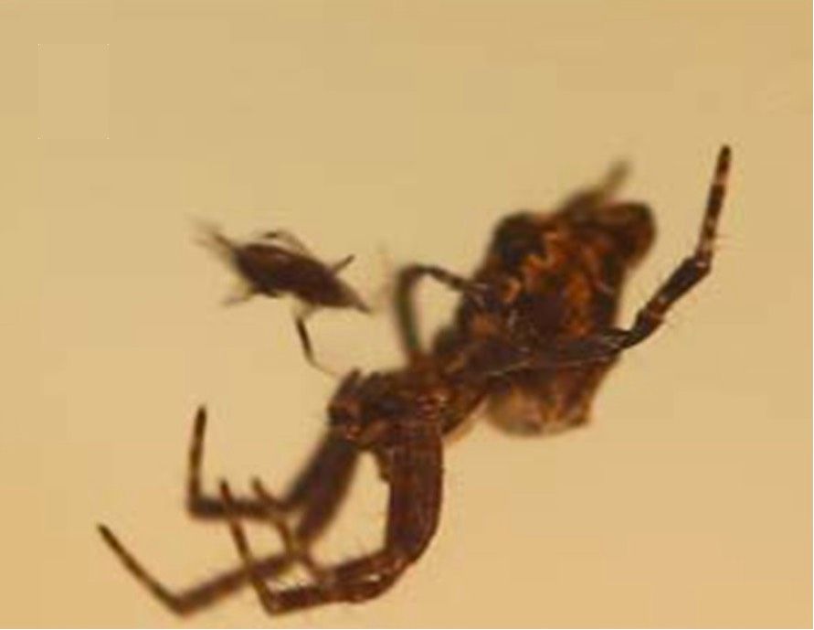 A tiny male orb-web spider (&lt;i&gt;Cytrophora citricola&lt;/i&gt;), dwarfed by the female, attempts to insert his pedipalp into her genital opening.