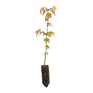 Japanese Maple | Medium Tree Seedling | the Jonsteen Company