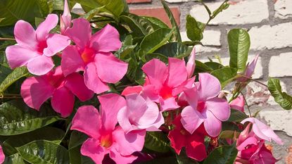 Pink Mandevilla in full bloom against a brick wall