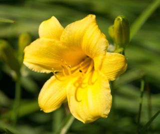 single stella d'oro daylily flower