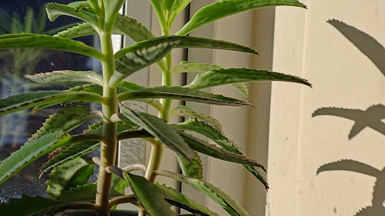 A selection of images shot on the Asus ROG Phone 8