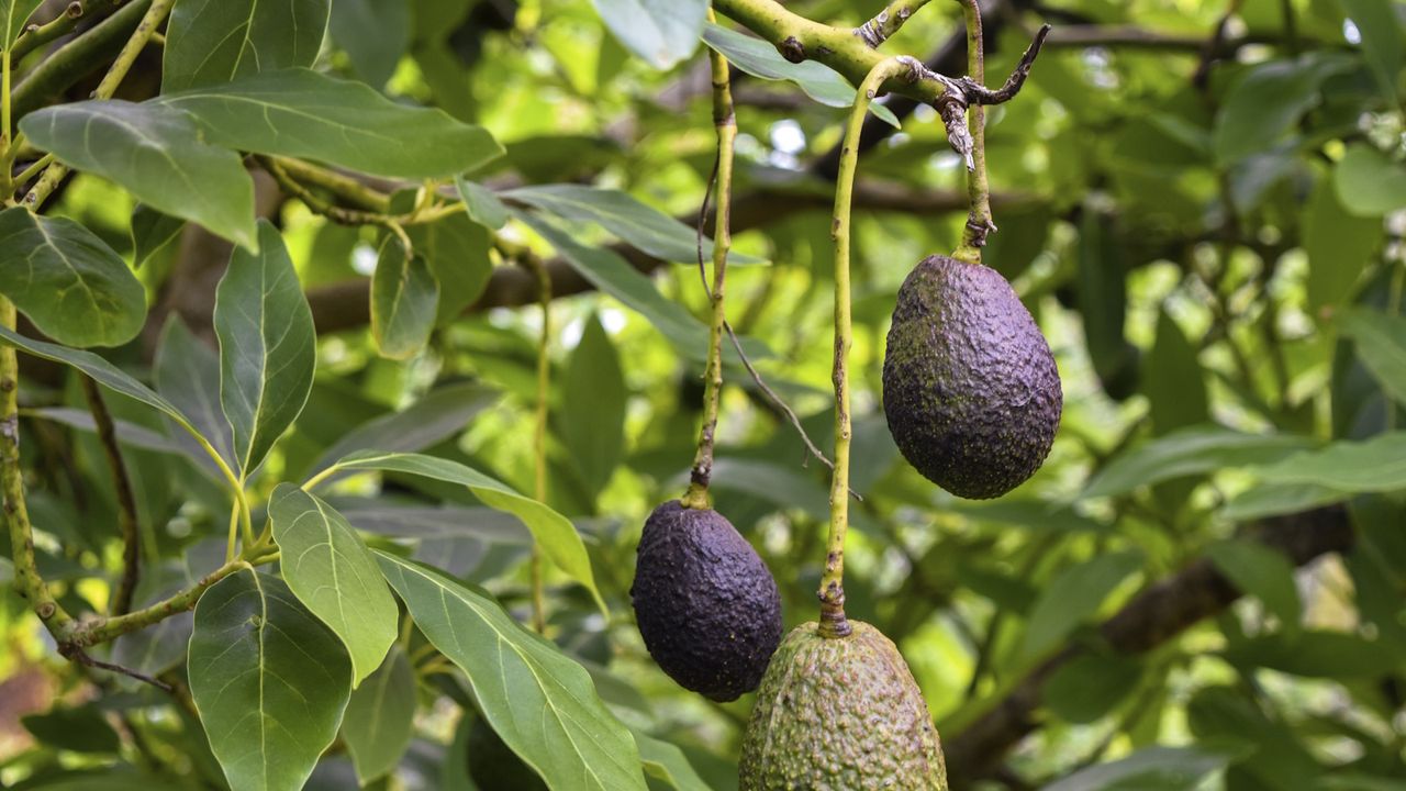 Avocado tree with dark fruits in a sunny garden