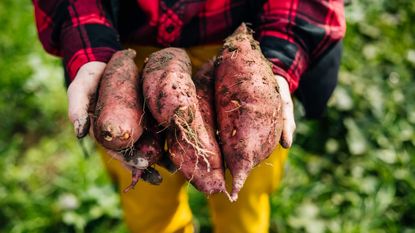 A harvest of organic sweet potatoes freshly lifted from the soil