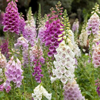 What to do with foxgloves after flowering - expert advice | Ideal Home