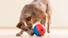 Best treat dispenser toy for dogs: australian cattle dog playing with ball toy