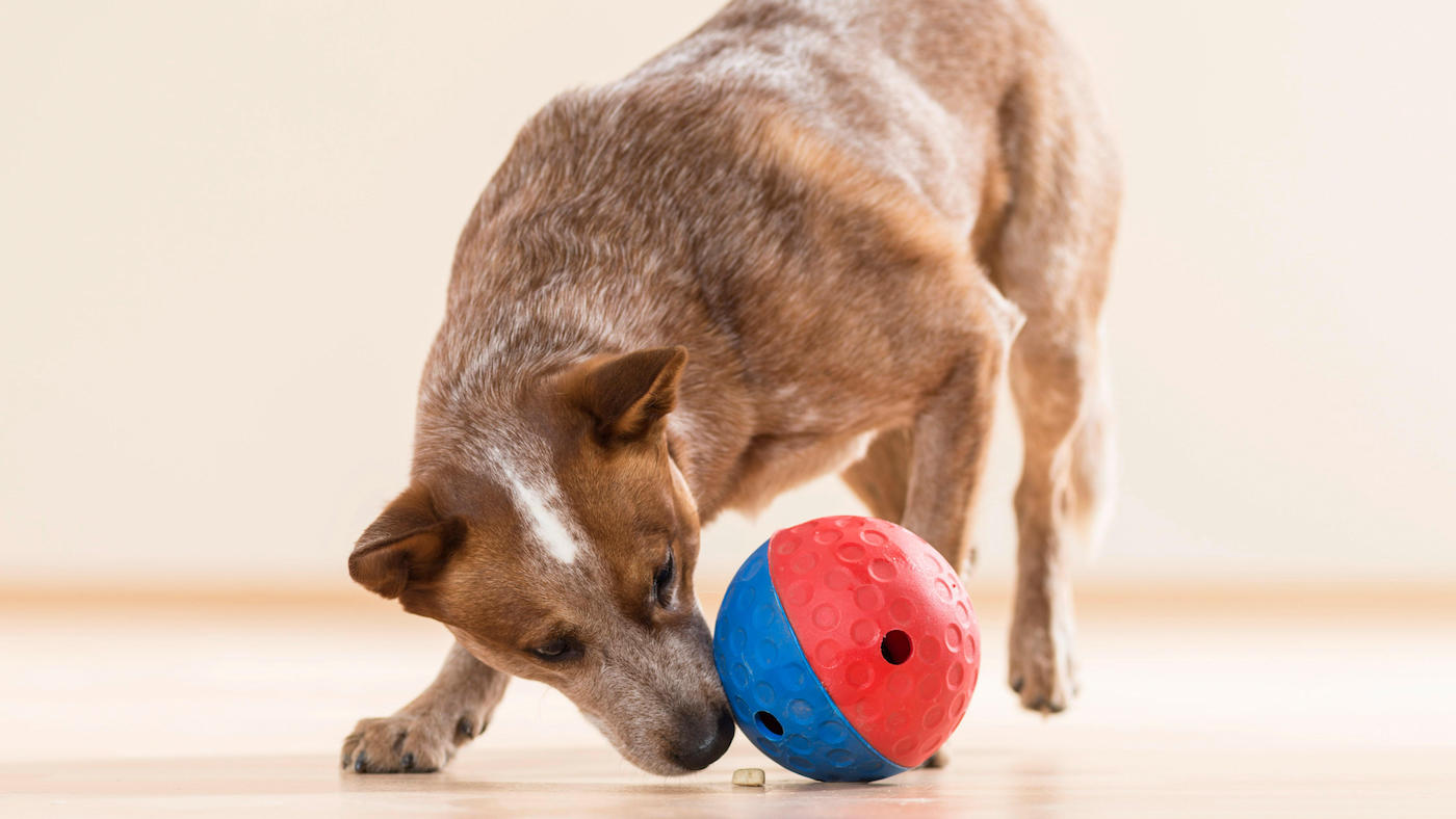 Best treat dispenser toy for dogs: australian cattle dog playing with ball toy