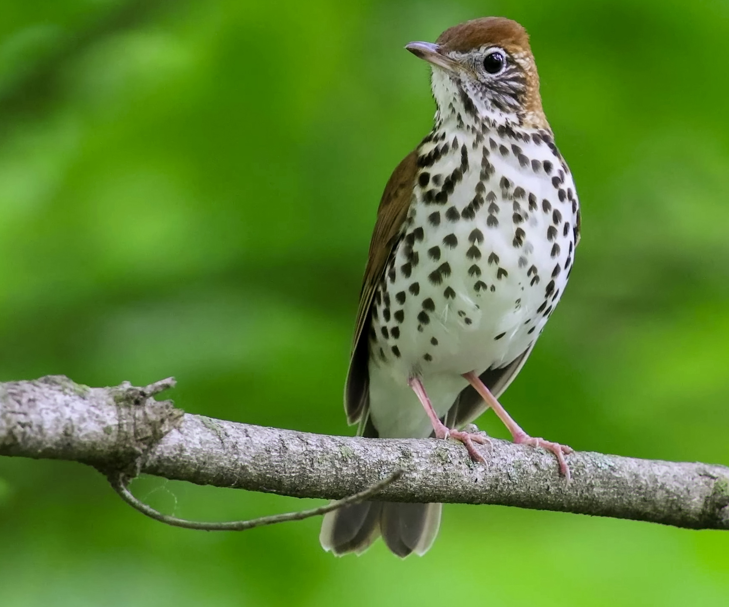 The state birds of the USA