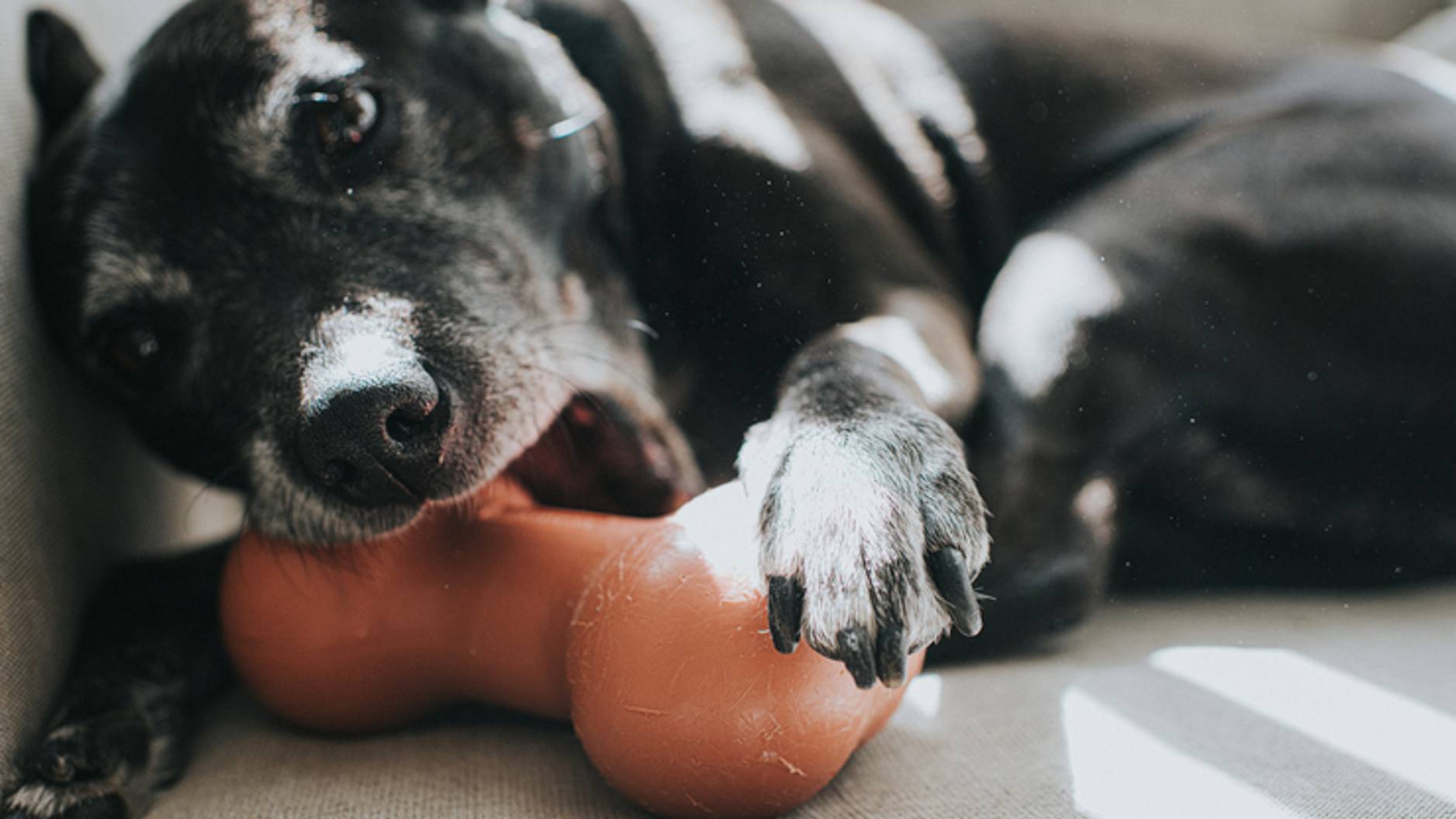 What Toys and Bones to Avoid Giving Your Dog - Animal Medical Center