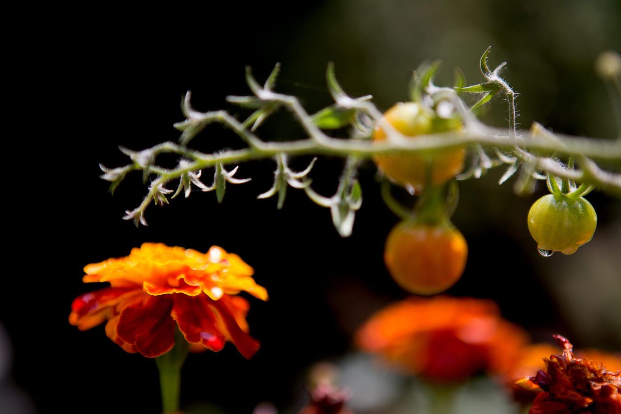 Tagetes and tomatoes