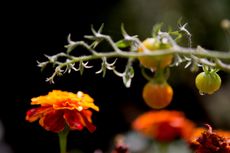 Tagetes and tomatoes