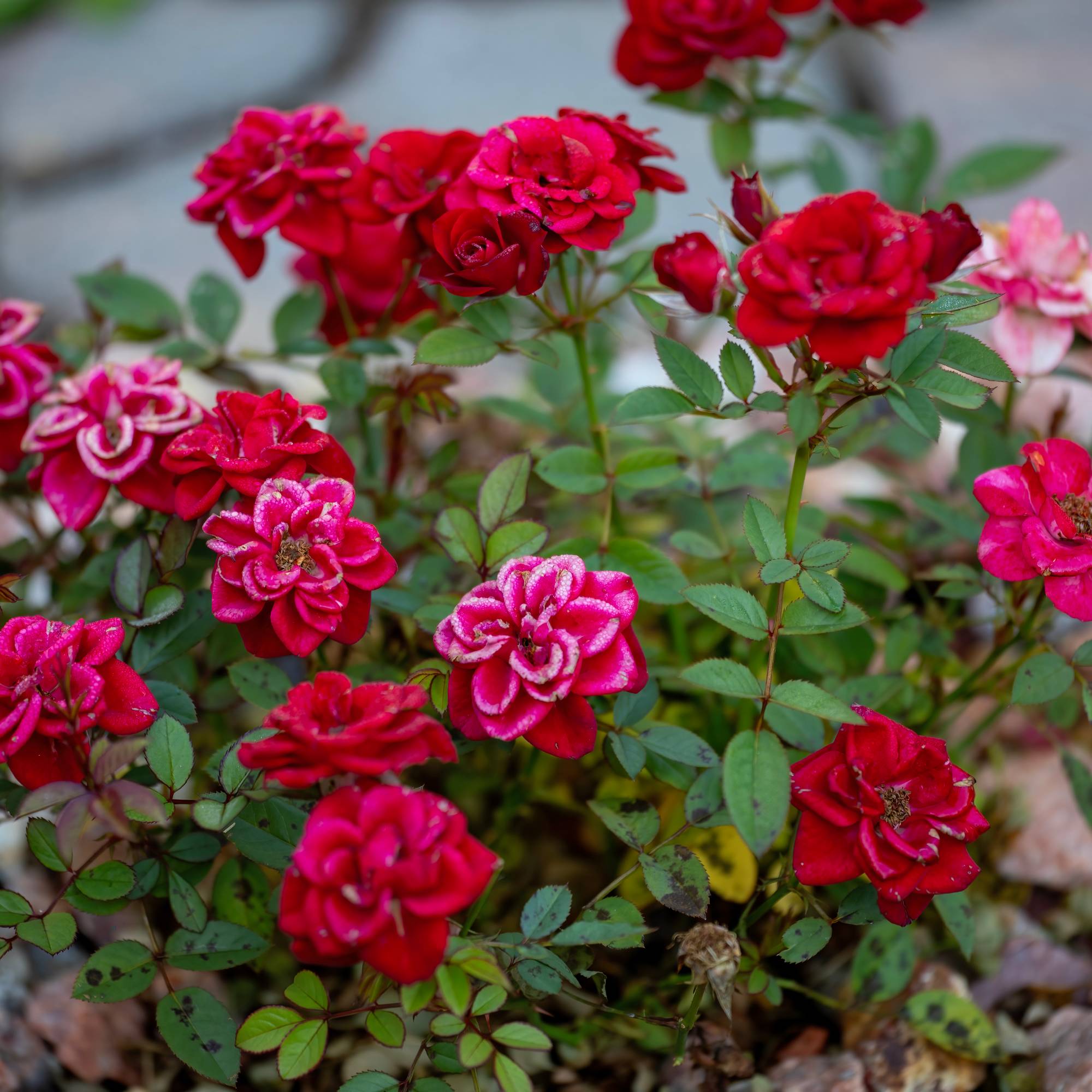 Red roses on a miniature rose bush