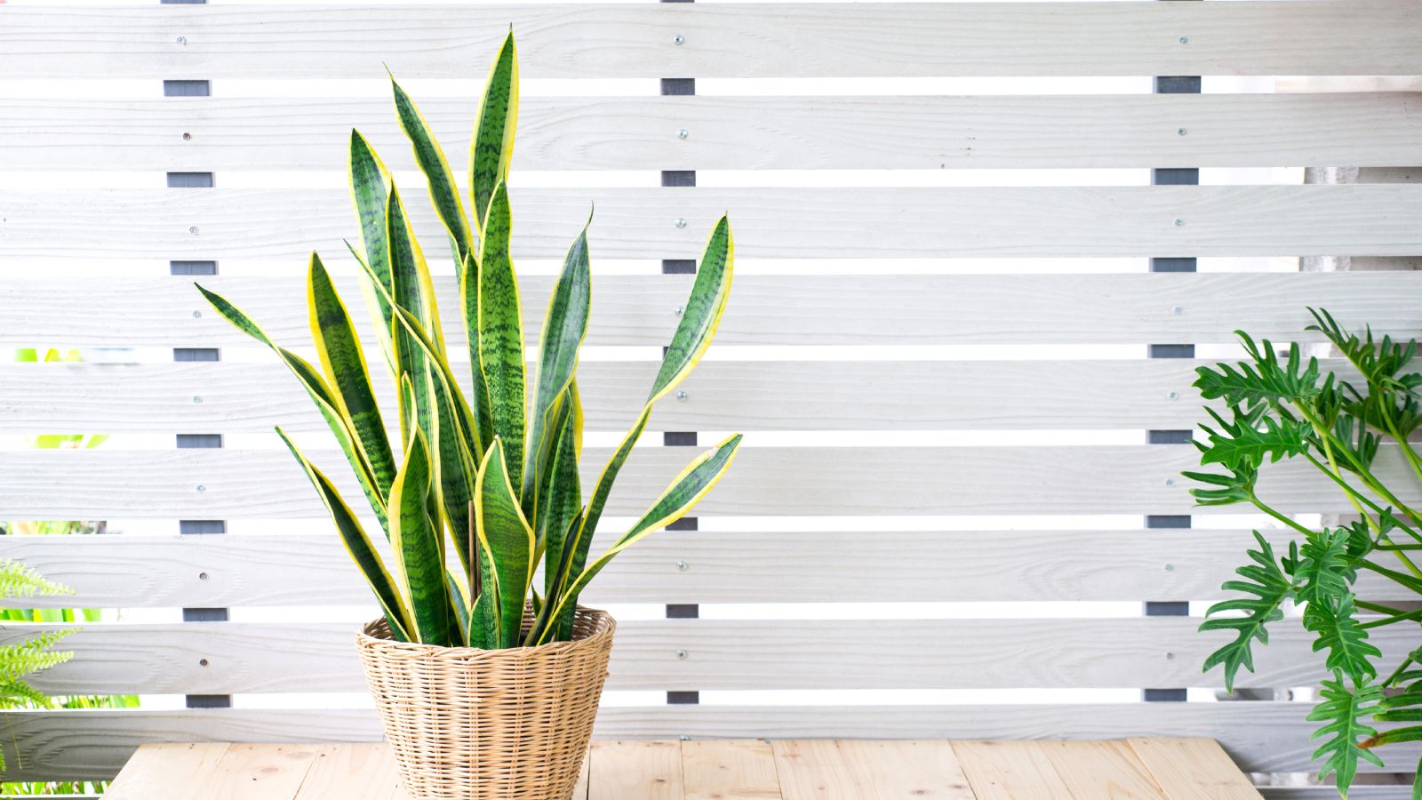 snake plant soil mix Snake Plant Potting Soil Mix, Specialized Blend for Green Sansevieria  Trifascatia Zeylanica Plants  Kurated Korner