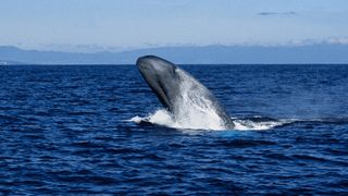 A blue whale breaching from the ocean