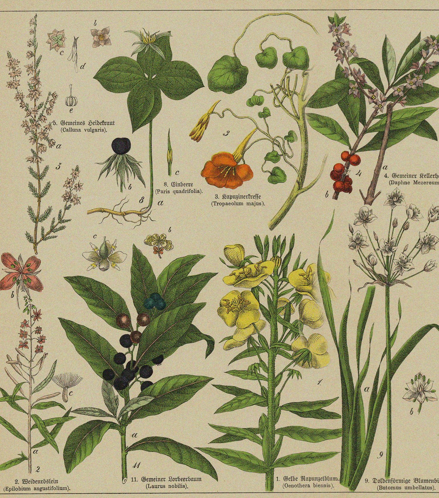 A botanical display of the most common scent notes found in antique-inspired fragrances.